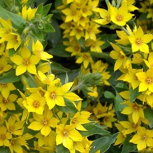 Lysimachia vulgaris geen maat specificatie 0,55L/P9cm