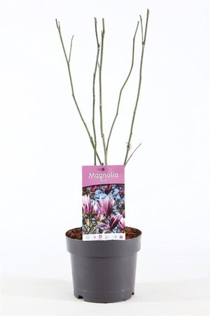 Magnolia 'Betty' 40-50 cm cont. 3,0L
