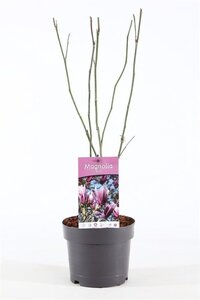 Magnolia 'Betty' 40-50 cm cont. 3,0L