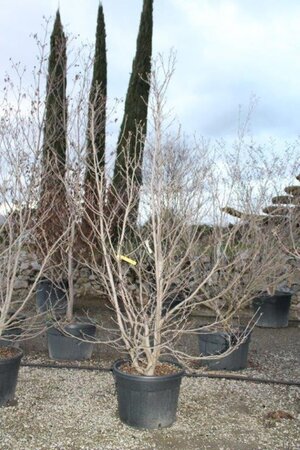 Magnolia 'Betty' 60-80 cm cont. 10L - afbeelding 3