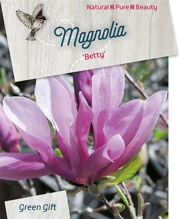 Magnolia 'Betty' 60-80 cm cont. 10L - afbeelding 2
