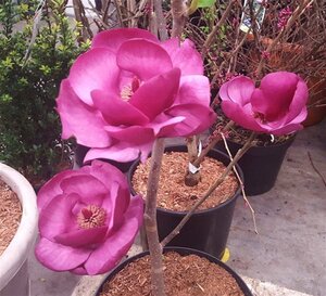 Magnolia Black Tulip 60-80 cm cont. 5,0L - afbeelding 4