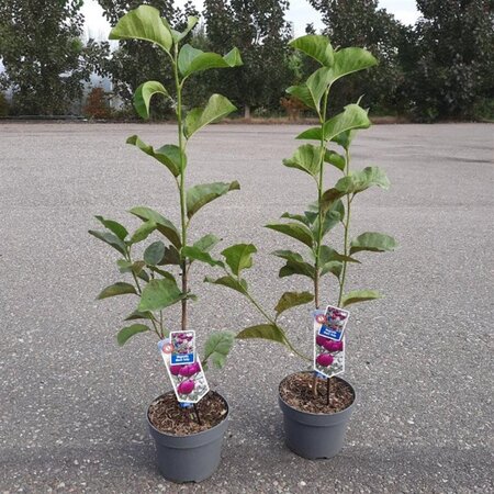 Magnolia Black Tulip 60-80 cm cont. 5,0L - afbeelding 5