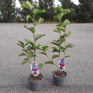 Magnolia Black Tulip 60-80 cm cont. 5,0L - afbeelding 5