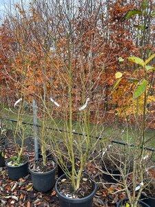 Magnolia 'Daphne' 175-200 cm cont. 40L