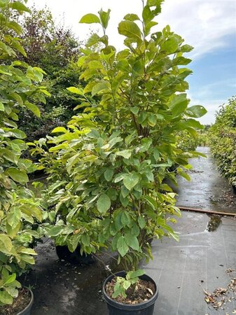 Magnolia 'Daphne' 175-200 cm cont. 40L - afbeelding 3