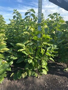 Magnolia denudata Yellow River 100-125 cm met kluit