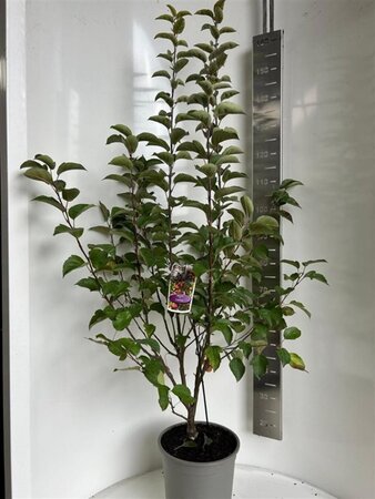 Malus 'Evereste' 100-120 cm cont. 10L - afbeelding 1