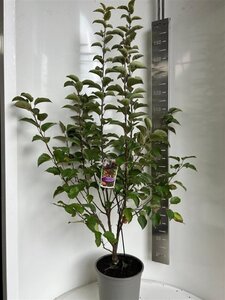 Malus 'Evereste' 100-120 cm cont. 10L