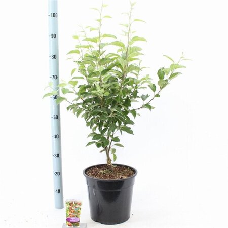 Malus 'Evereste' 100-120 cm cont. 10L - afbeelding 2