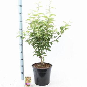 Malus 'Evereste' 100-120 cm cont. 10L - afbeelding 2