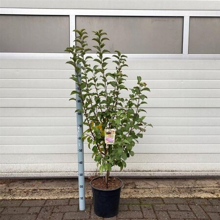 Malus 'Evereste' 100-120 cm cont. 10L - afbeelding 3
