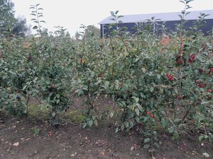 Malus 'Evereste' 150-175 cm draadkluit meerstammig