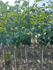 Malus 'Evereste' 6-8 Halfstam wortelgoed