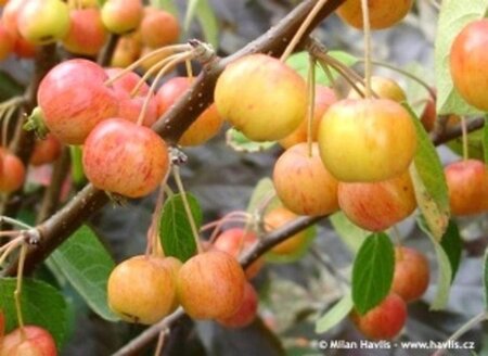 Malus 'Evereste' 6-8 Halfstam wortelgoed - afbeelding 2