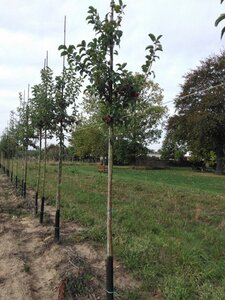 Malus 'Evereste' 6-8 Hoogstam wortelgoed - afbeelding 5