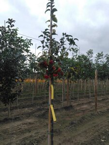 Malus 'Evereste' 6-8 Hoogstam wortelgoed - afbeelding 4