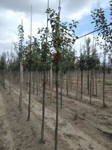 Malus 'Evereste' 6-8 Hoogstam wortelgoed - afbeelding 2