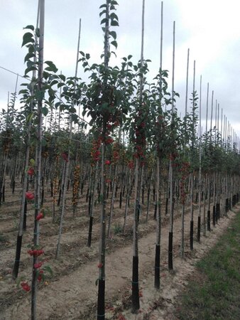 Malus 'Evereste' 6-8 Hoogstam wortelgoed - afbeelding 3