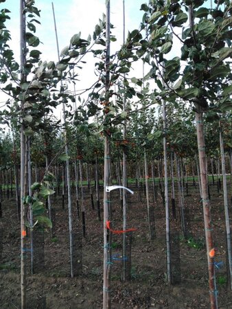 Malus floribunda 6-8 Hoogstam wortelgoed - afbeelding 4