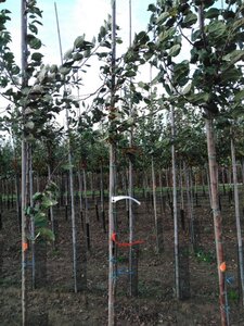 Malus floribunda 6-8 Hoogstam wortelgoed - afbeelding 4