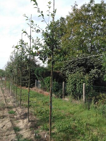 Malus floribunda 6-8 Hoogstam wortelgoed - afbeelding 3