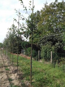 Malus floribunda 6-8 Hoogstam wortelgoed - afbeelding 3