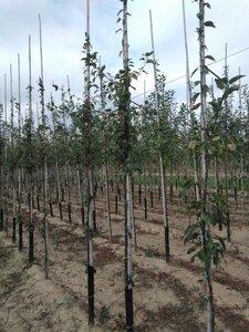 Malus floribunda 6-8 Hoogstam wortelgoed - afbeelding 2