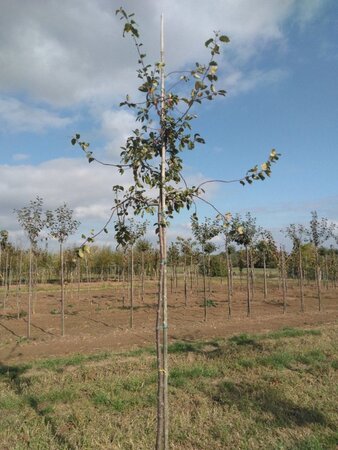 Malus floribunda 8-10 Hoogstam wortelgoed - afbeelding 2