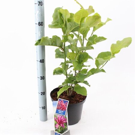 Magnolia 'Galaxy' 50-60 cm cont. 5,0L