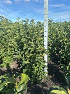 Magnolia 'Genie' 100-125 cm met kluit