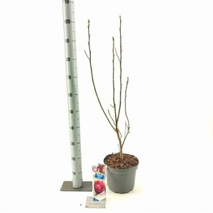 Magnolia 'Genie' 60-80 cm cont. 5,0L - afbeelding 5
