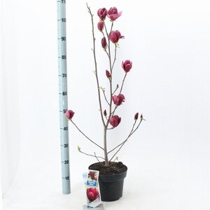 Magnolia 'Genie' 60-80 cm cont. 5,0L