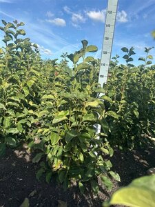 Magnolia 'Genie' 80-100 cm met kluit