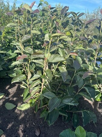 Magnolia 'Gold Star' 80-100 cm met kluit