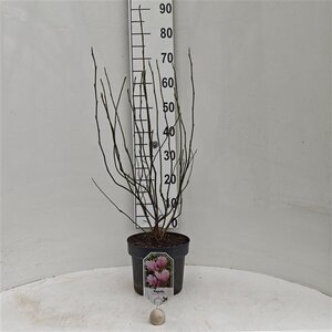 Magnolia 'George Henry Kern' 50-60 cm cont. 5,0L