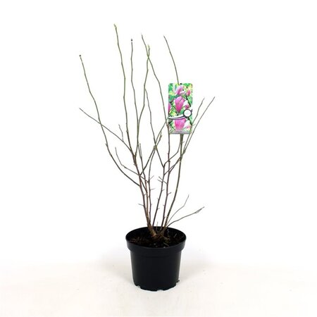 Magnolia 'George Henry Kern' 50-60 cm cont. 5,0L