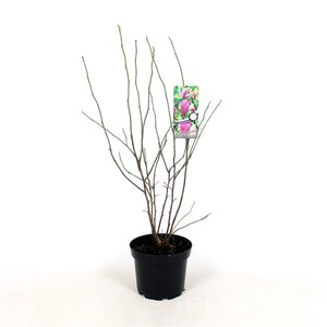 Magnolia 'George Henry Kern' 50-60 cm cont. 5,0L