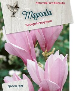 Magnolia 'George Henry Kern' 60-80 cm cont. 10L