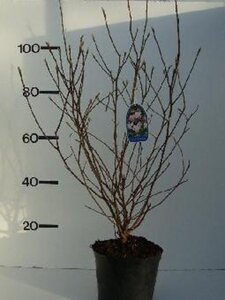 Magnolia 'George Henry Kern' 80-100 cm met kluit