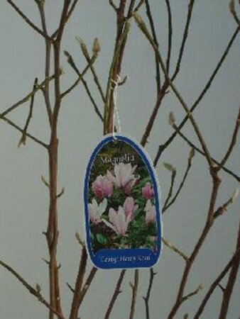 Magnolia 'George Henry Kern' 80-100 cm met kluit - afbeelding 2