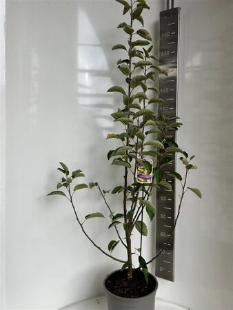 Malus 'Golden Hornet' 100-120 cm cont. 10L - afbeelding 3