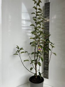 Malus 'Golden Hornet' 100-120 cm cont. 10L - afbeelding 3