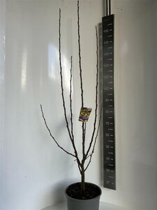 Malus 'Golden Hornet' 100-120 cm cont. 10L - afbeelding 4