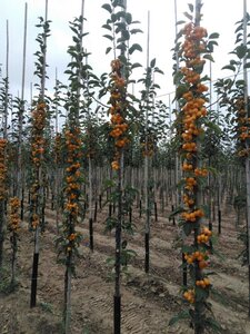 Malus 'Golden Hornet' 6-8 Hoogstam wortelgoed