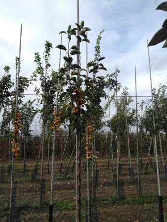 Malus 'Golden Hornet' 6-8 STA BR - image 2