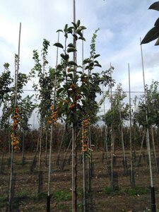 Malus 'Golden Hornet' 6-8 STA BR - image 2