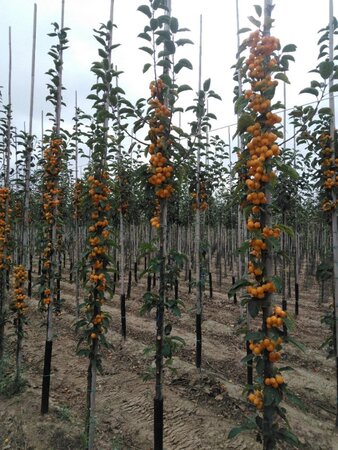 Malus 'Golden Hornet' 6-8 STA BR - image 1