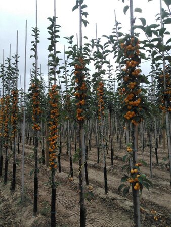 Malus 'Golden Hornet' 8-10 Hoogstam wortelgoed