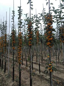 Malus 'Golden Hornet' 8-10 Hoogstam wortelgoed